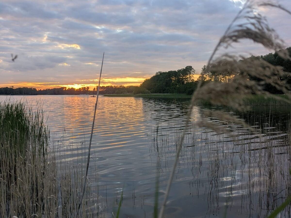Abendsonne über Schilf und Ufer am Großen Zechliner See
