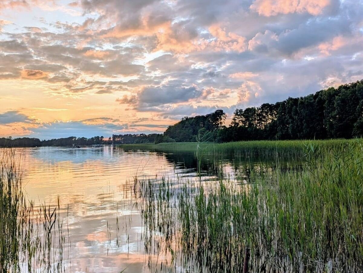 Schilf-Bucht im Abendlicht am Großen Zechliner See, Naturpark Stechlin-Ruppiner Land